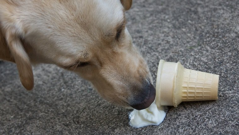 Can Dogs Eat Vanilla? Is Vanilla Safe For Dogs? – DogTime