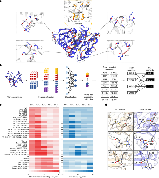 Machine learning-aided engineering of hydrolases for PET depolymerization – Nature.com