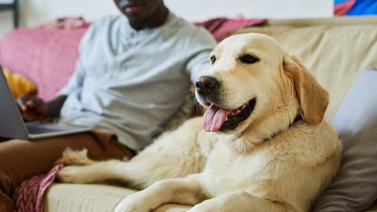 The Cost of Owning a Pet in 2022 – Bankrate.com