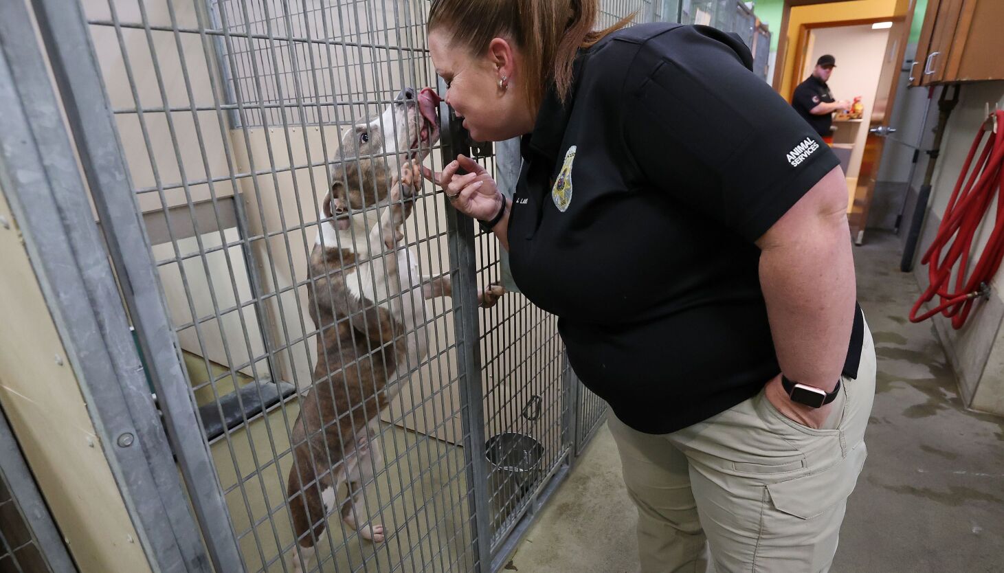 Pandemic puppies? Animal shelters, vets overwhelmed with surrendered pets – Deseret News