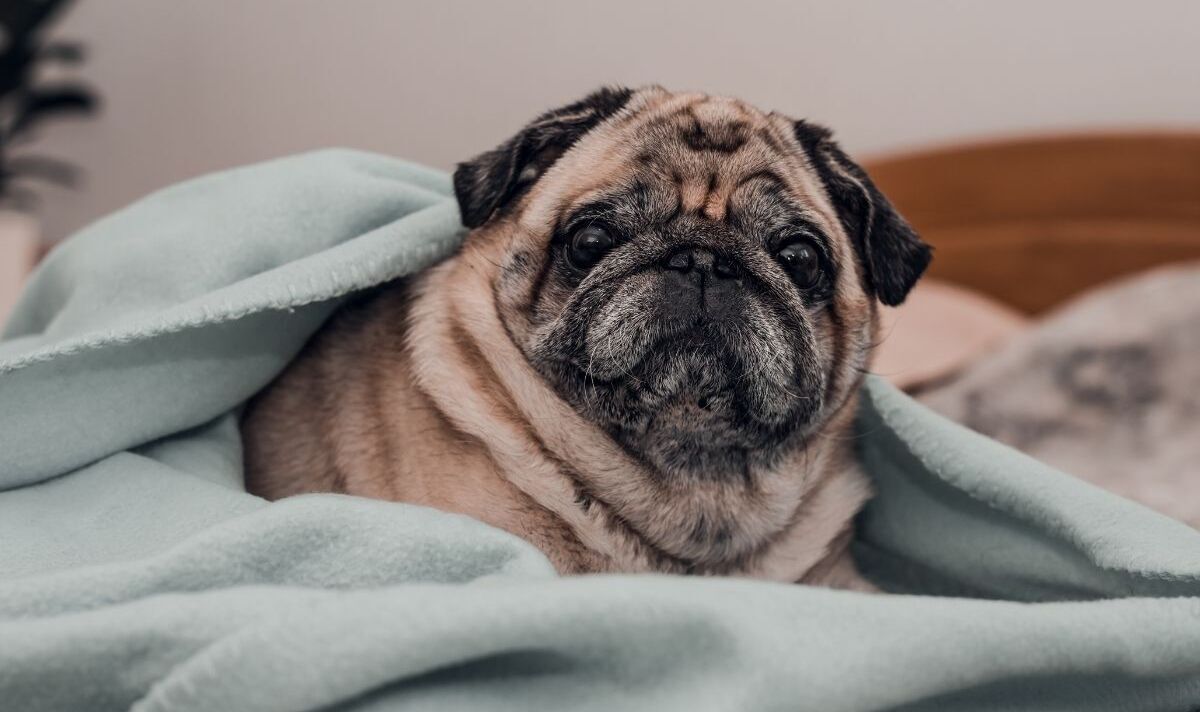 'Lifetime of suffering' Pugs lack 'basic functions' of dog due to being bred for looks – Express