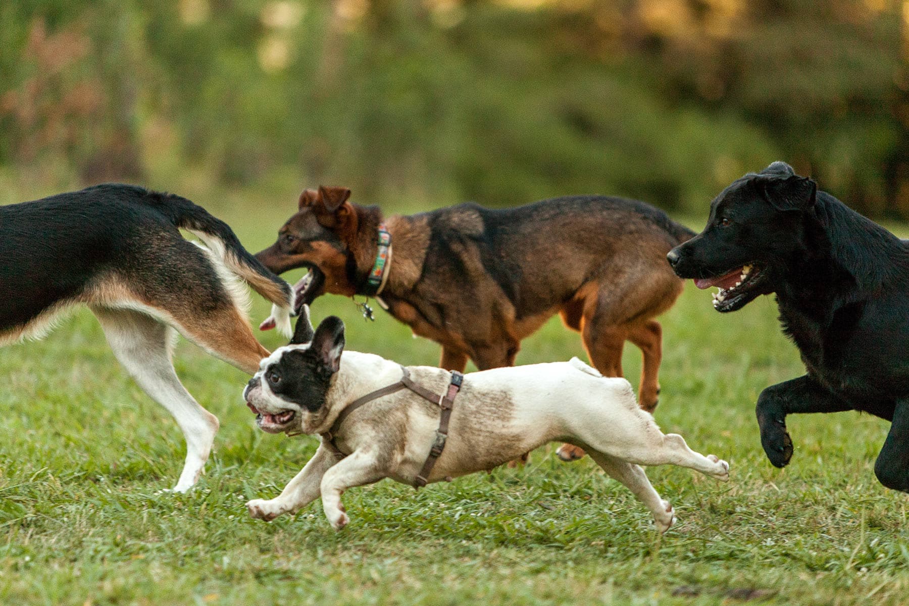 Most Dog Breeds Are Highly Inbred — and Unhealthy – WebMD