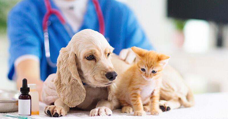 A Pet Retailer's Guide to Animal Healthcare | Featured Articles | petbusiness.com – Pet Business Magazine