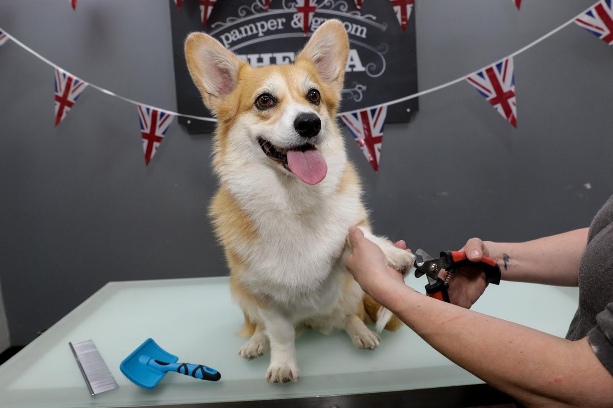 Jollyes pet store in Bedford offers free pamper and groom for corgis in June – Bedford Today