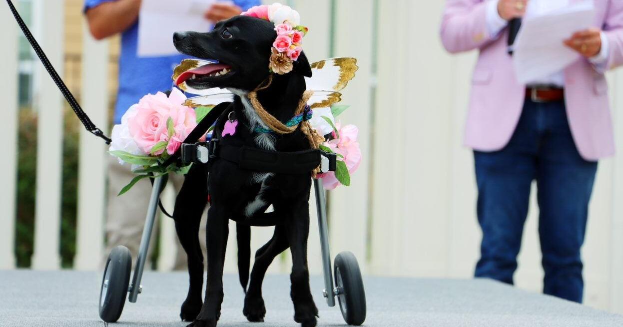 Coppell Arts Center to host dog fashion show and adoption event – Star Local Media