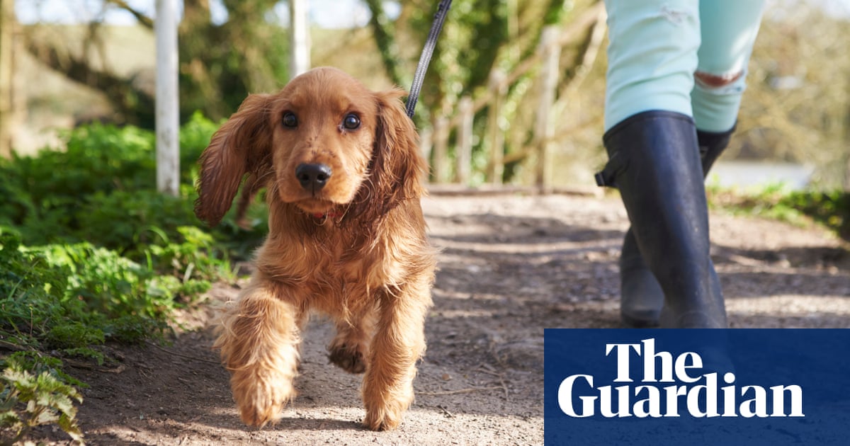 Separation anxiety: how to manage your pet’s mental health as post-lockdown routines resume – The Guardian