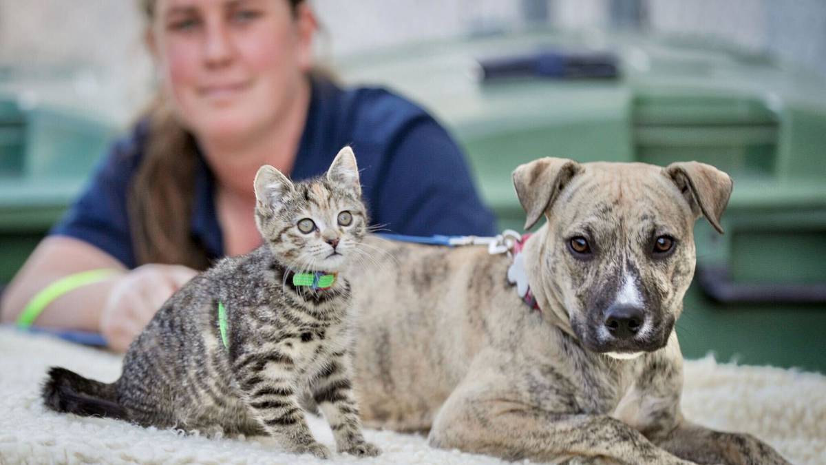 Unusual pet pairing up for adoption in Napier – New Zealand Herald