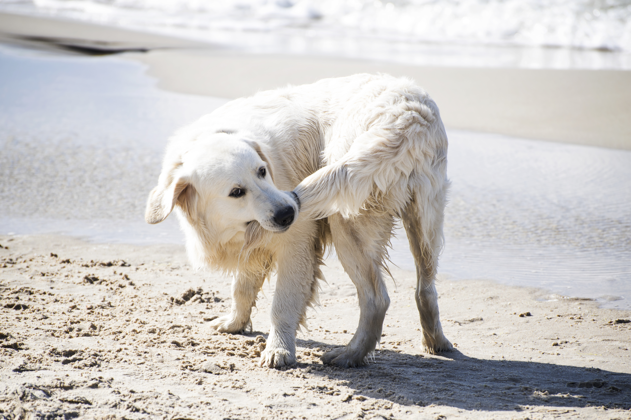 From a grieving ferret to a dog chasing its tail — your pet questions answered… – The Sun