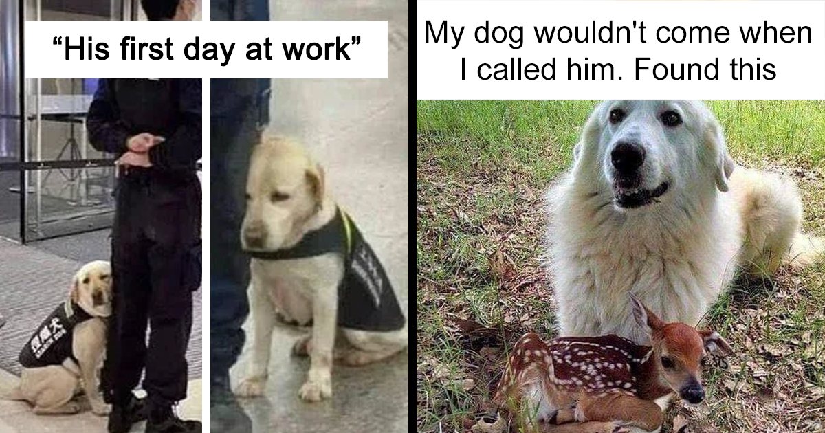 50 Reasons Why Dogs Are Better Than Cats, And Here Are The Pics And Memes To Prove It – Bored Panda