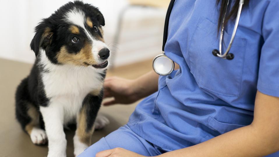 Best Cheap Pet Insurance Of 2022 – Forbes Advisor – Forbes