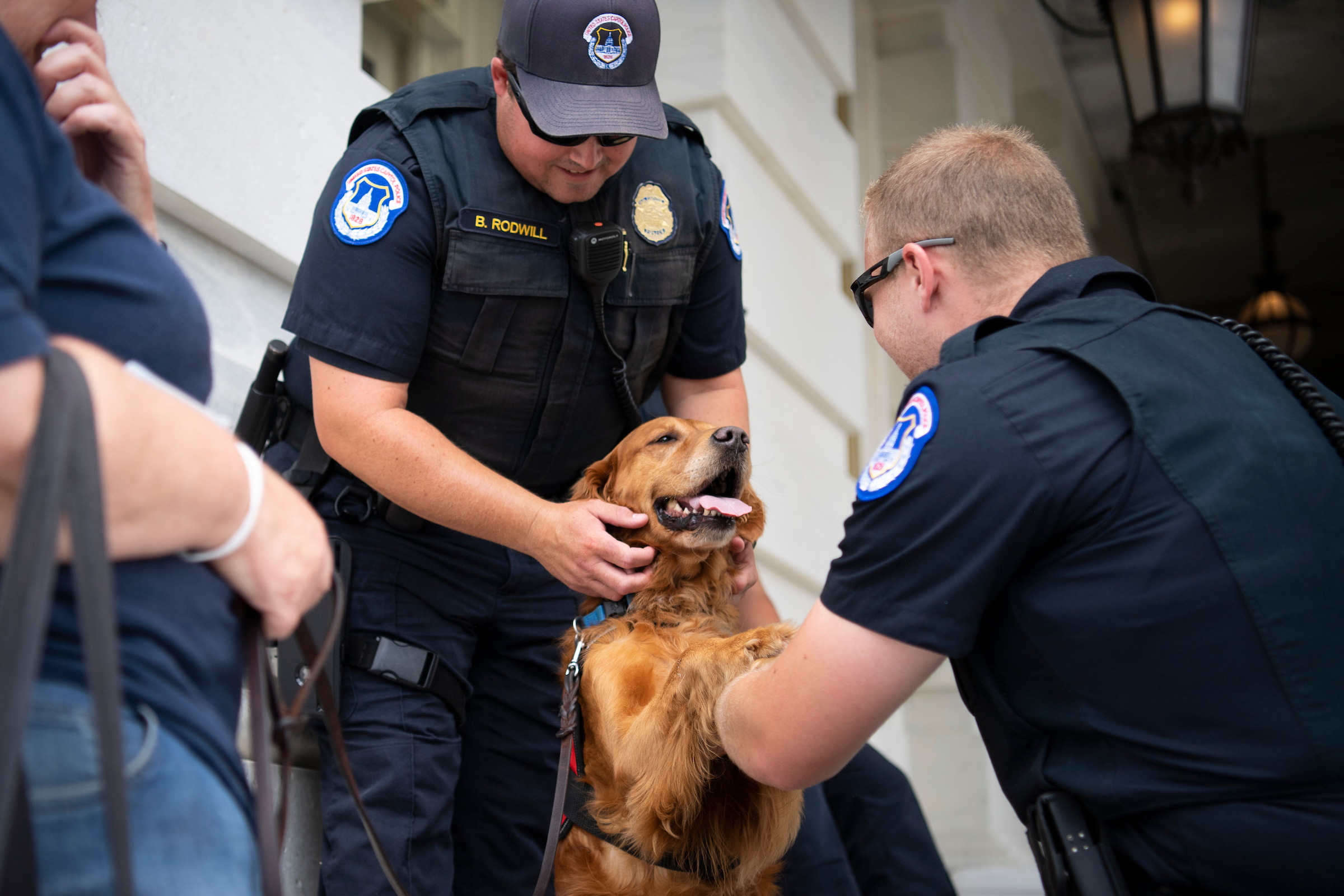 It's time we recognize pets as a public health strategy – Roll Call