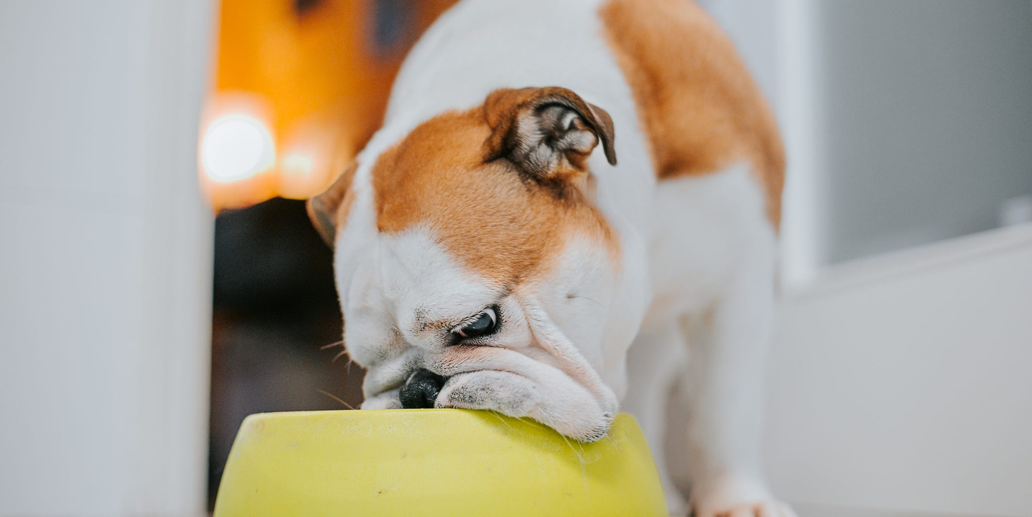 How Often You Wash Your Pet's Bowl Can Impact Your Health and Pose Infection Risk – Prevention Magazine