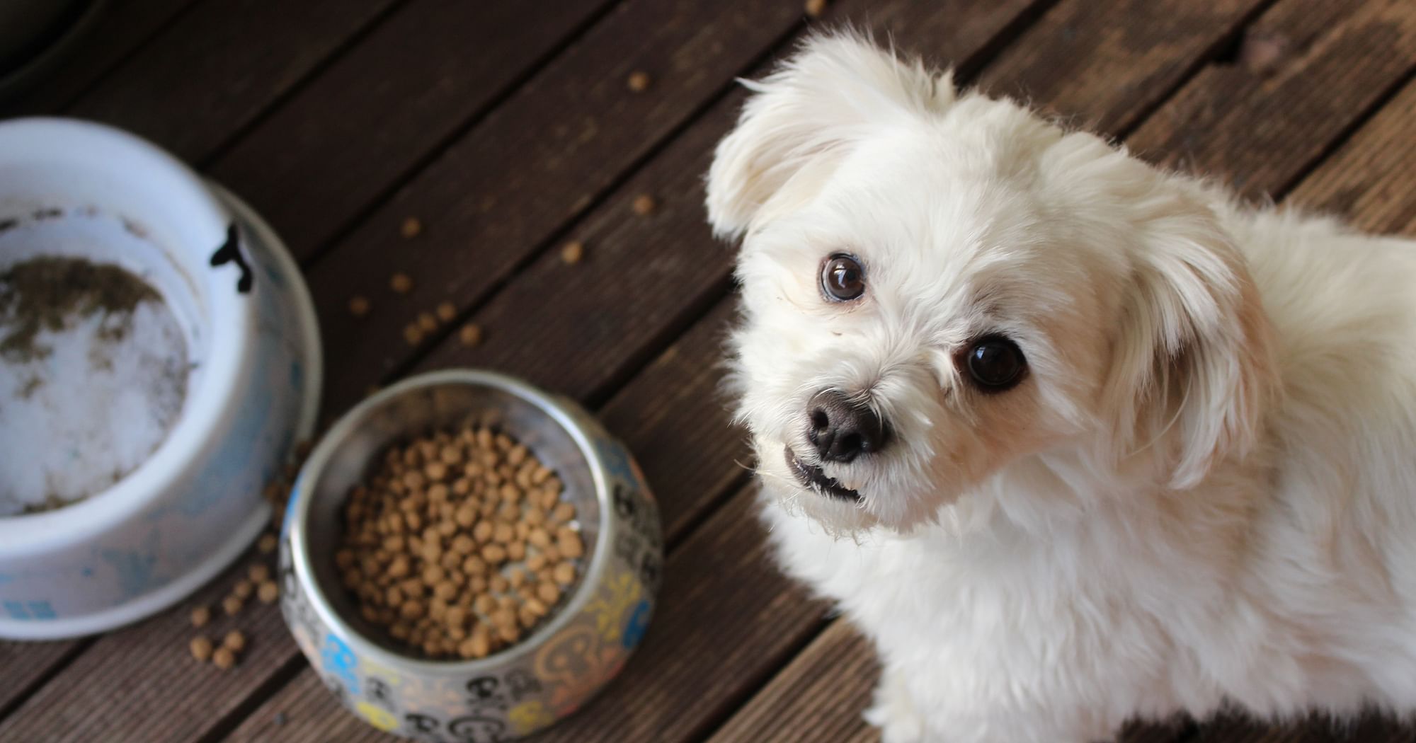 This is how COVID has boosted India's pet food market – afaqs!