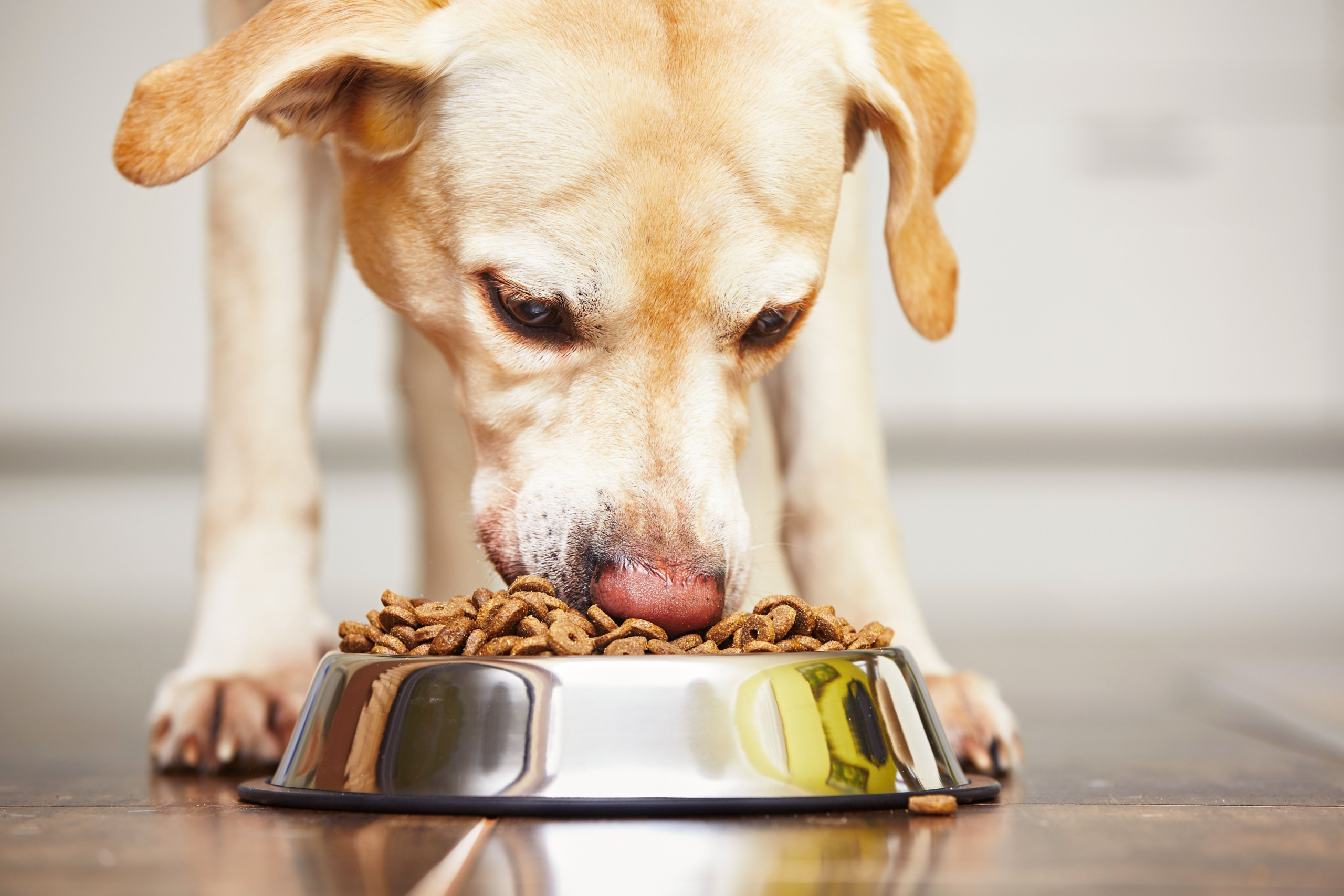 Nutrition credentials and their role in pet food formulation – DVM 360