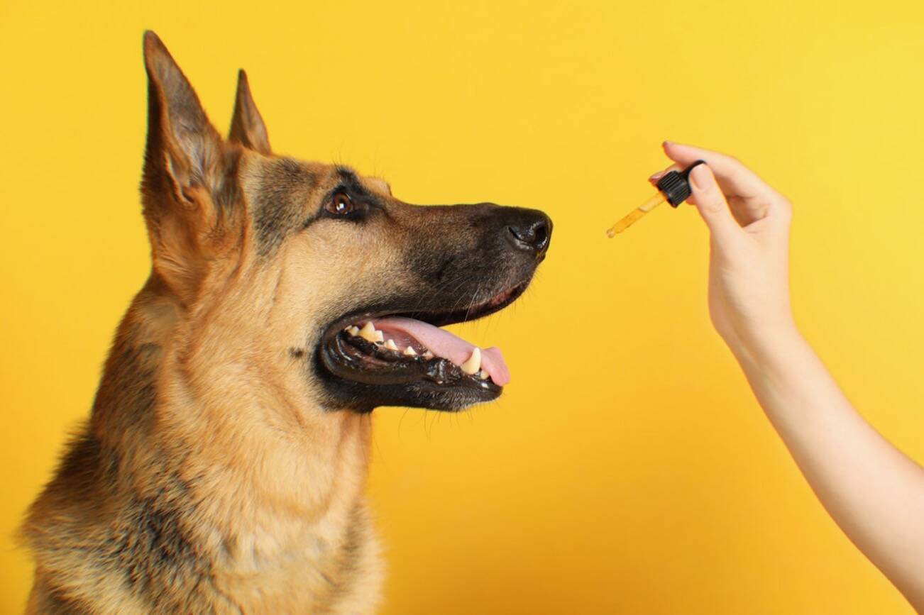 Best CBD Oil for Dogs Reviewed (2022) – Peninsula Daily News