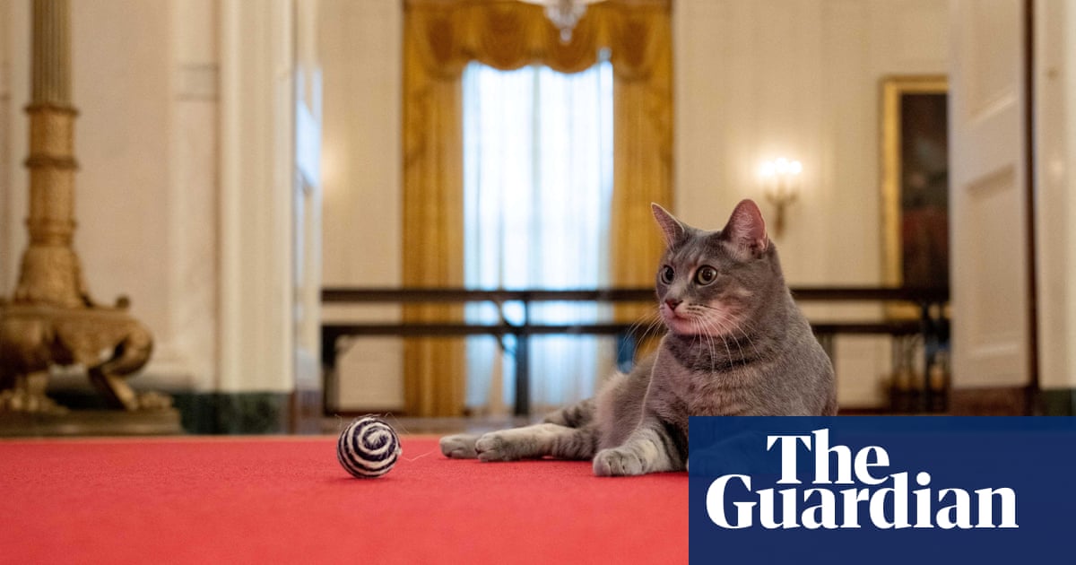 Willow the White House cat joins Bidens’ pet family – The Guardian