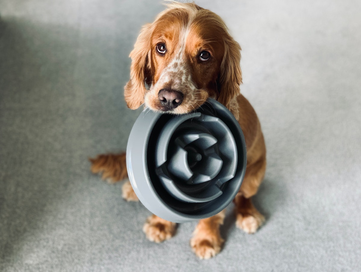 Can I feed my dog a vegan diet? A new study says it’s a good idea – Inverse