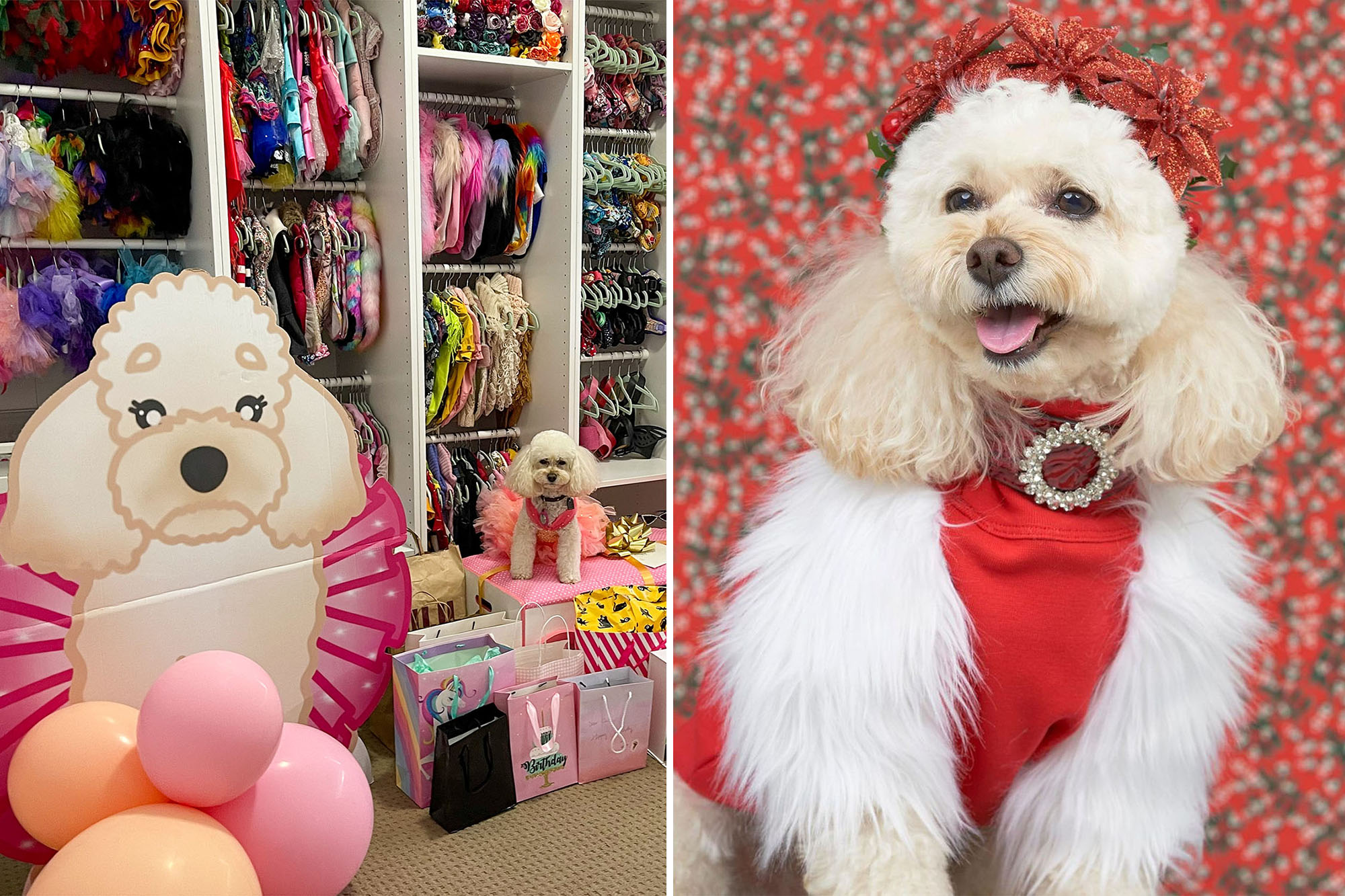 Spoiled dog shows off luxurious $75K wardrobe: 'She deserves the world' – New York Post