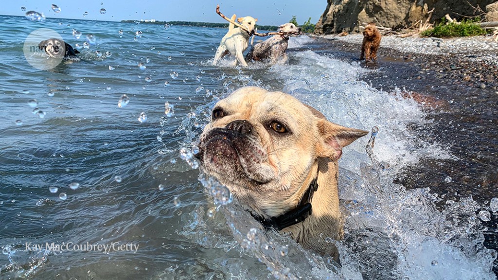 Massive study of pet dogs shows breed does not predict behaviour – Nature.com