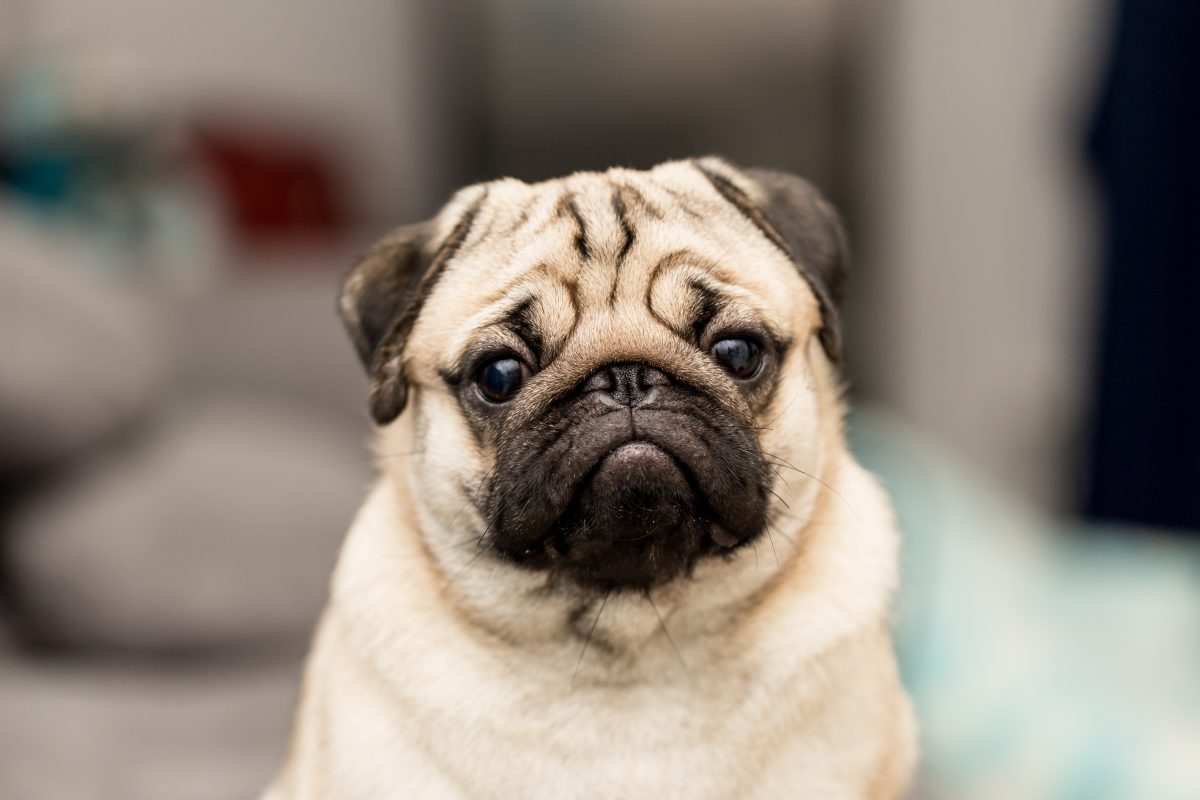 Petition: Urge U.S. Government to Ban Breeding of Pugs – One Green Planet