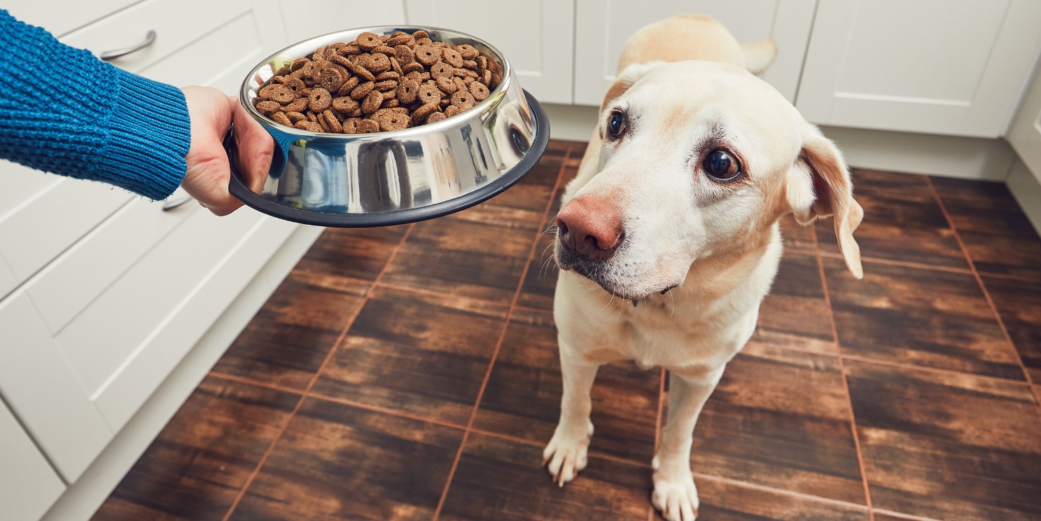 20 Best Hypoallergenic Dog Foods in 2022 – DISCOVER Magazine