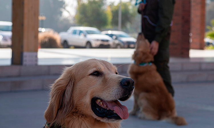 Pet dog turns on kitchen stove, burns down house in Kansas house – Gulf Today