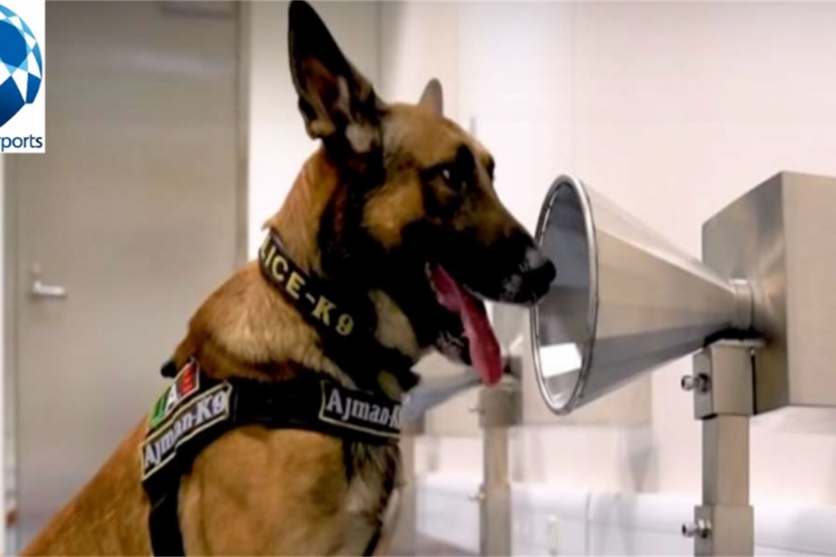 PCR tests vs Covid-19 sniffer dogs – The Parliament Magazine