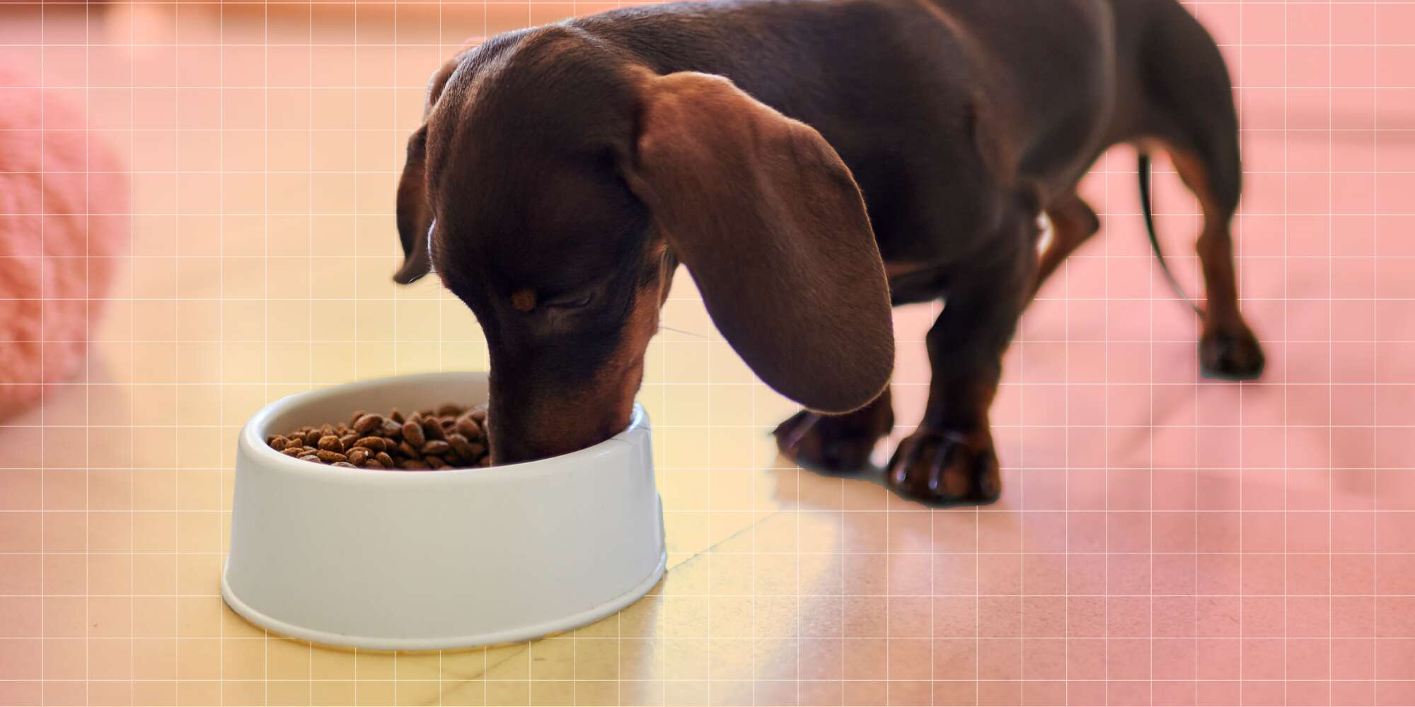 The 6 Healthiest Ingredients to Look for in Pet Food – EatingWell