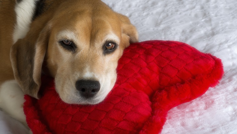 6 Things You Can Do To Keep Your Dog’s Heart Healthy – DogTime