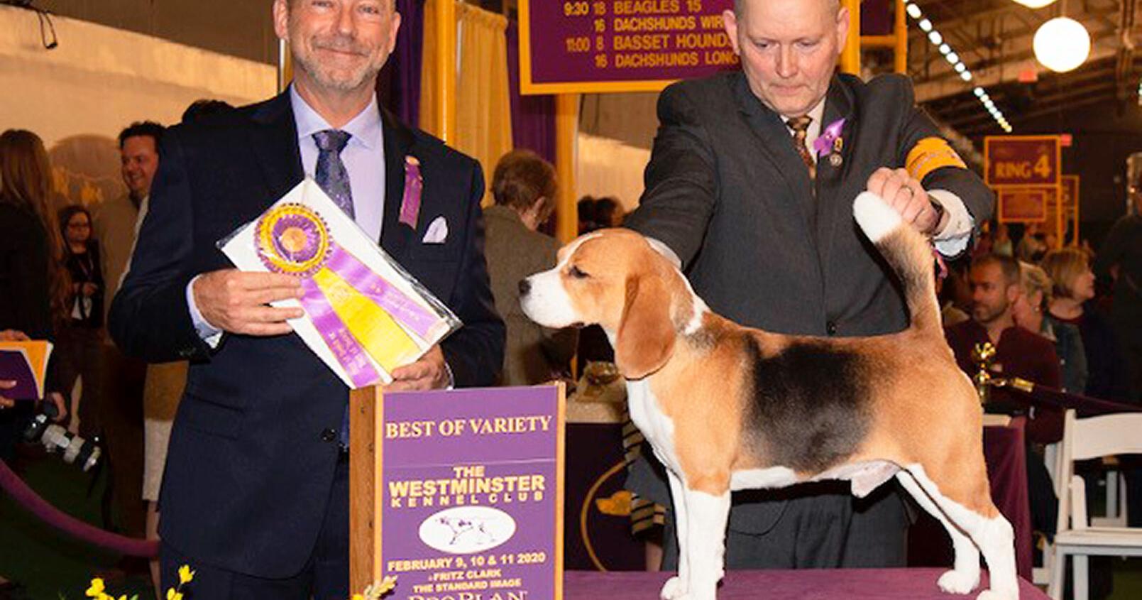 Prize-winning Columbia beagle breeder to judge this year's Westminster dog show – Columbia Missourian