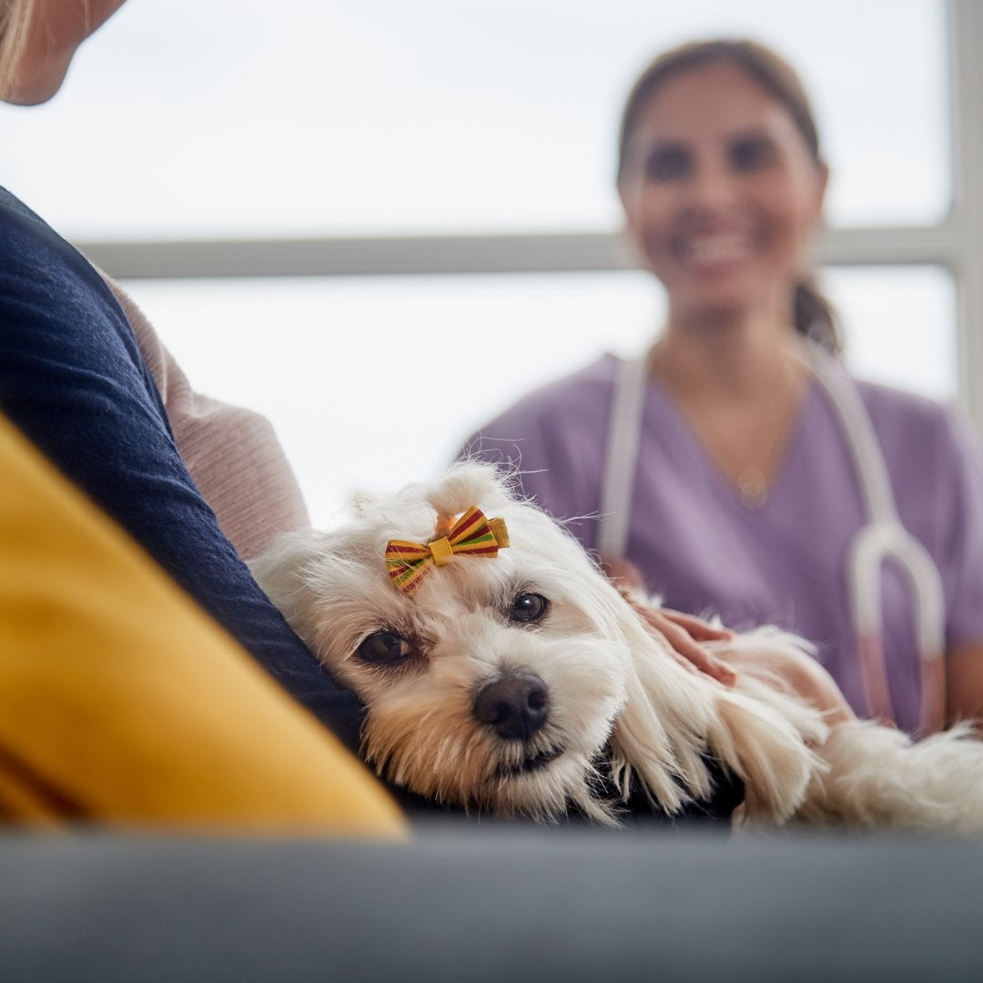 Why I Pay Extra for Top-Notch Pet Insurance – The Motley Fool