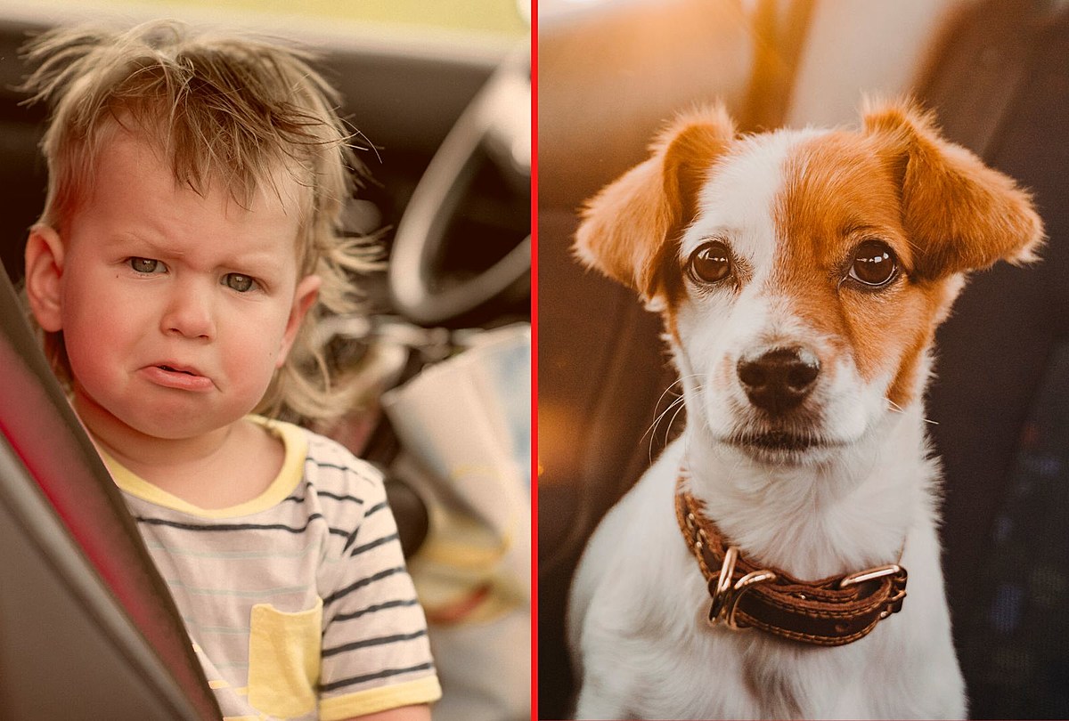 What You Can Legally Do to Help a Child or Pet Locked in Hot Car – wkdq.com