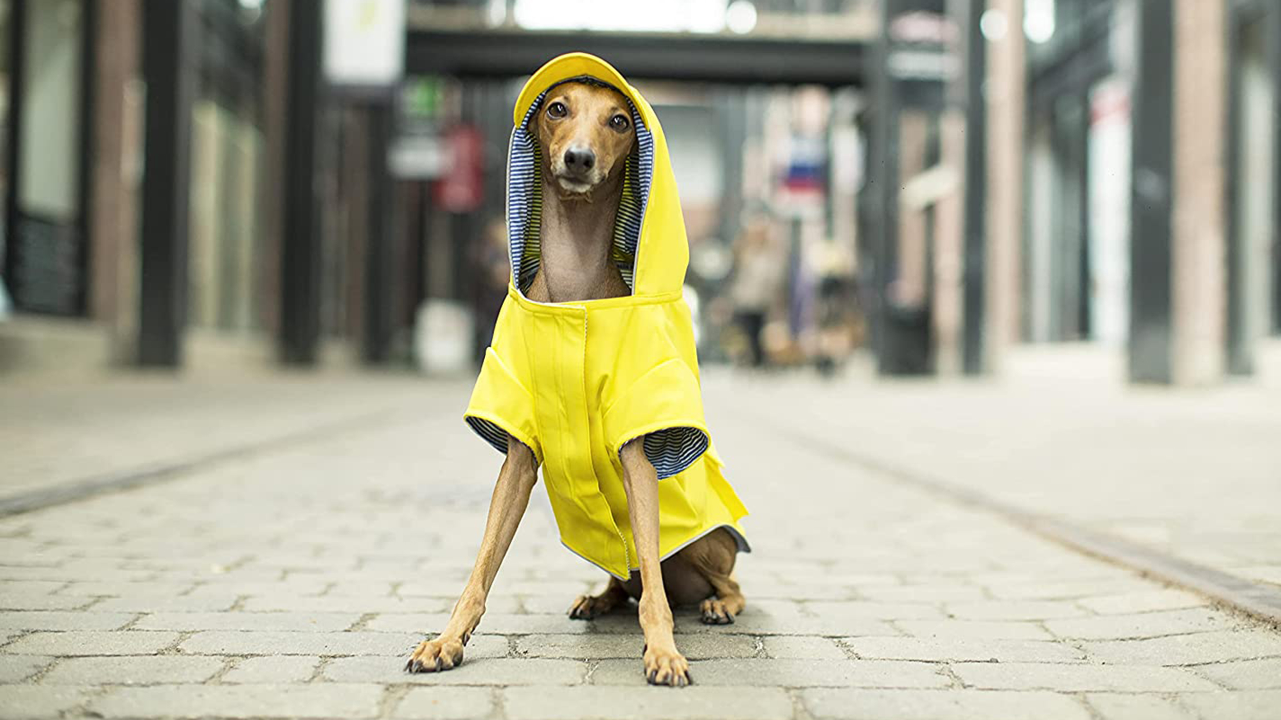 12 dog raincoats to keep your pup dry and adorable – CNN Underscored