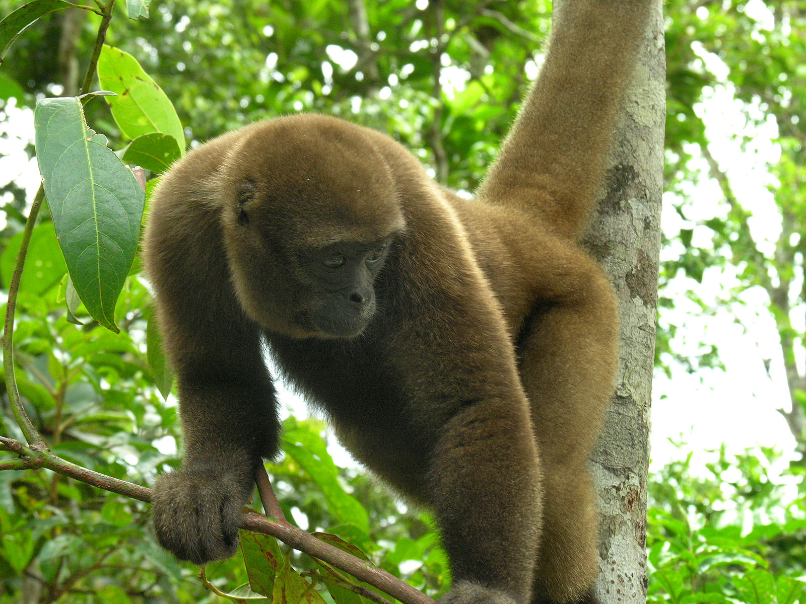 Ecuador's High Court Rules That Wild Animals Have Legal Rights – InsideClimate News