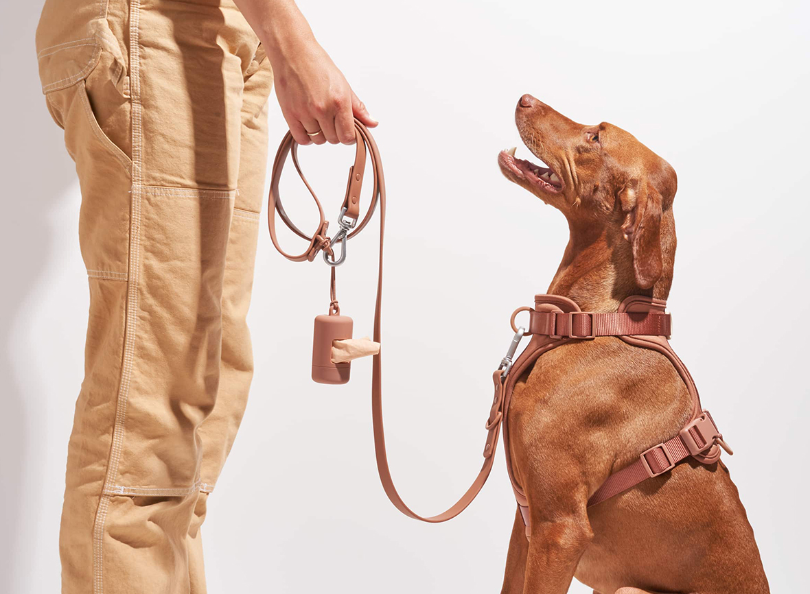 The 5 Wild One Pet Accessories Every Modern Dog Lover Needs – Design Milk