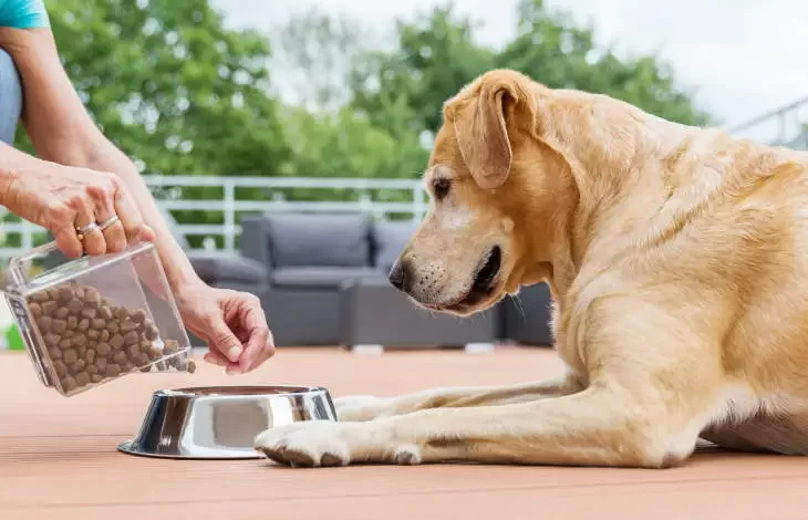 Global Pet Supplement Market To Be Driven By The Increasing Pet Adoption In The Forecast Period Of 2021-2026 – Designer Women – Designer Women