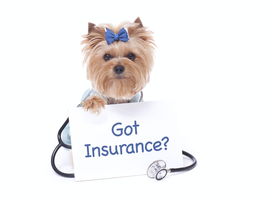 Should you buy pet insurance? Most policies are a bad buy long-term – Star Tribune