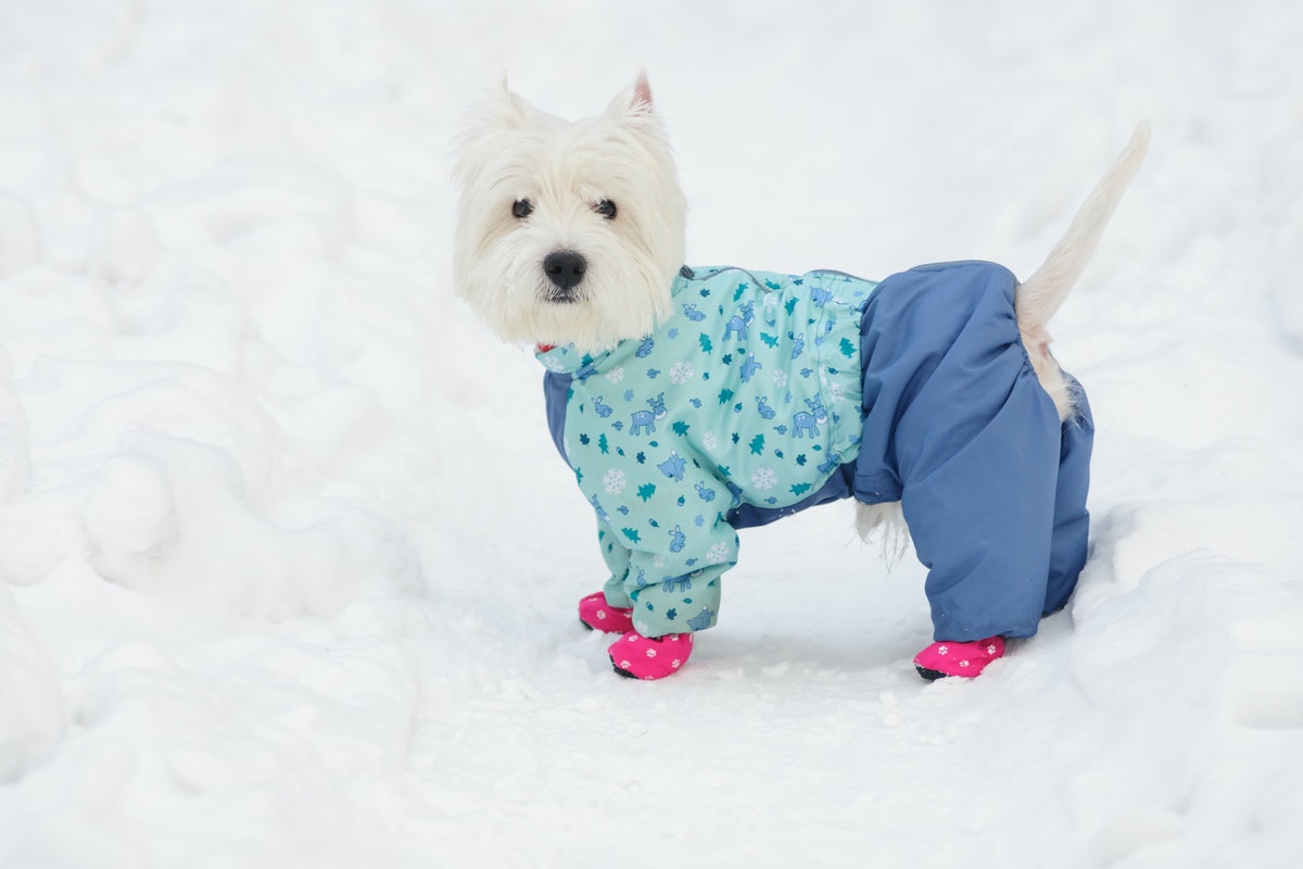 The Most Fashionable Dog Accessories — Because Why Shouldn't Your Dog Look As Cute As You Do? – Bustle