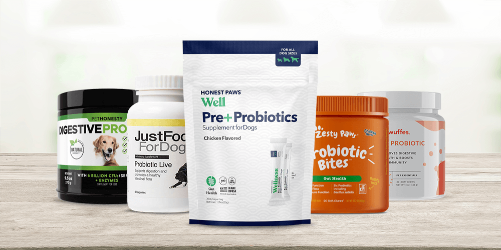 Best Probiotics for Dogs in 2022 – Improve Digestive Health & Reduce Inflammation – AMNY