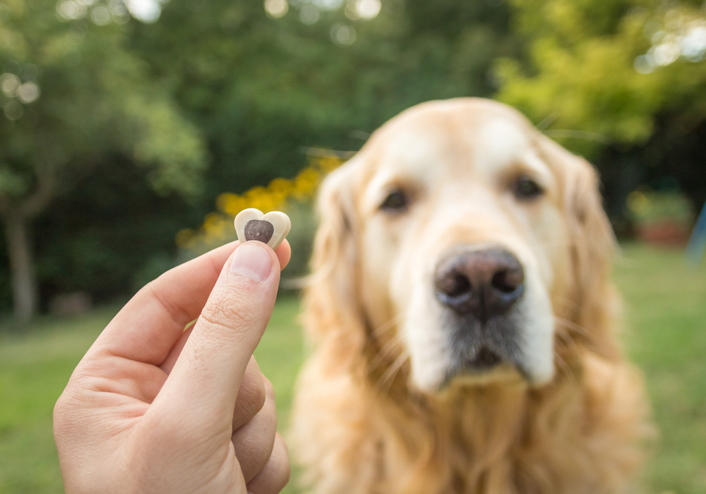 The Absolute Best Dog Treats for Senior Dogs – Us Weekly