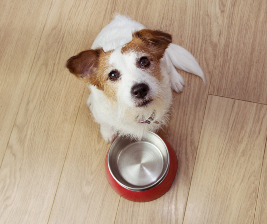 25 Best Dog Food Brands Recommended by Vets in 2022 – DISCOVER Magazine