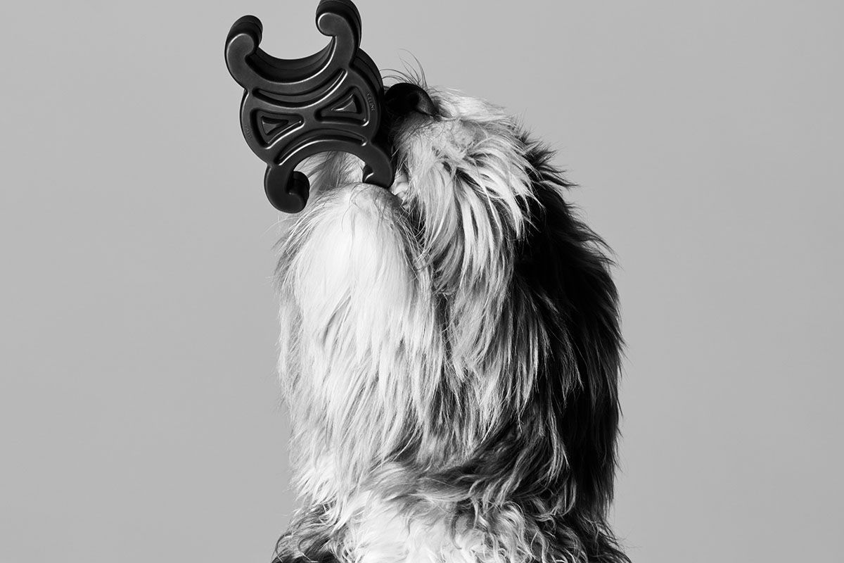 CELINE Launches Dog Collection Featuring Hedi Slimane's Pet Elvis – Highsnobiety