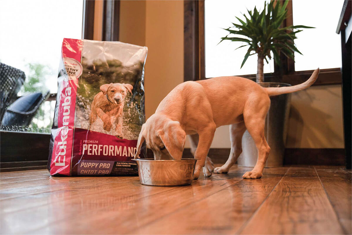 Can Sporting Breed Puppies Eat Adult Dog Food? – Gun Dog – Gun Dog Magazine