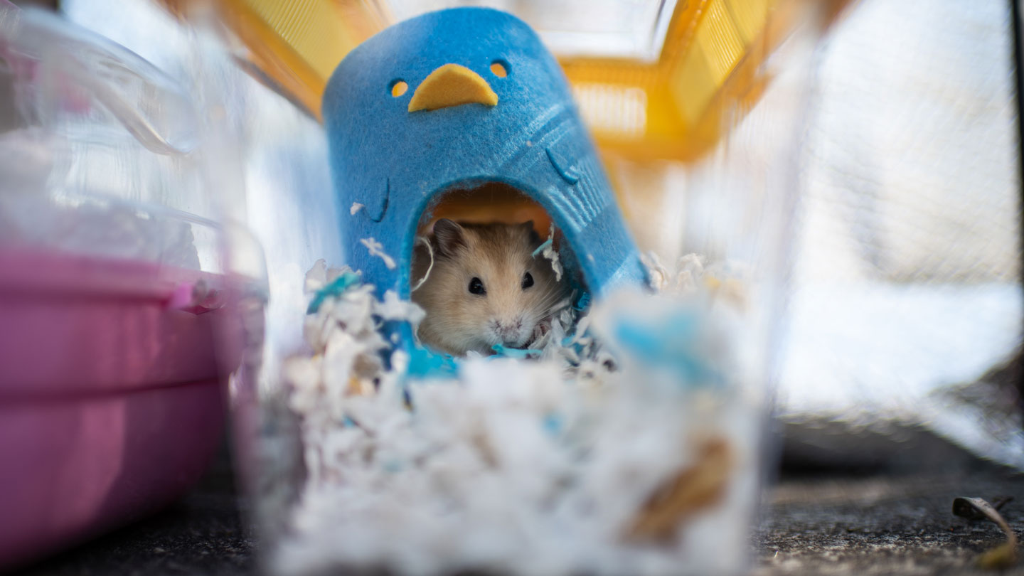 Some hamsters are extremely susceptible to COVID-19 – Science News Magazine