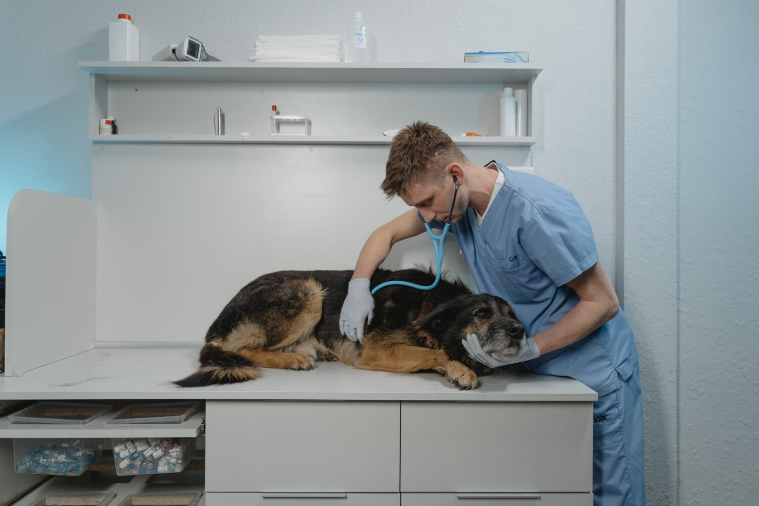 Questions about caring for your pets? Ask a vet! – Houston Public Media