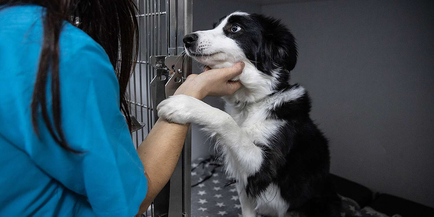 New Studies Find Veterinarian Shortage Could Leave 75 Million Pets Without Medical Care by 2030 – PEOPLE