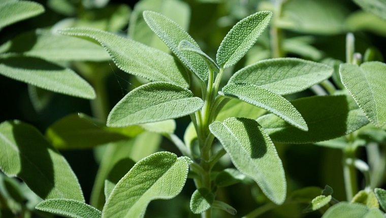 Can Dogs Eat Sage? Is Sage Safe For Dogs? – DogTime