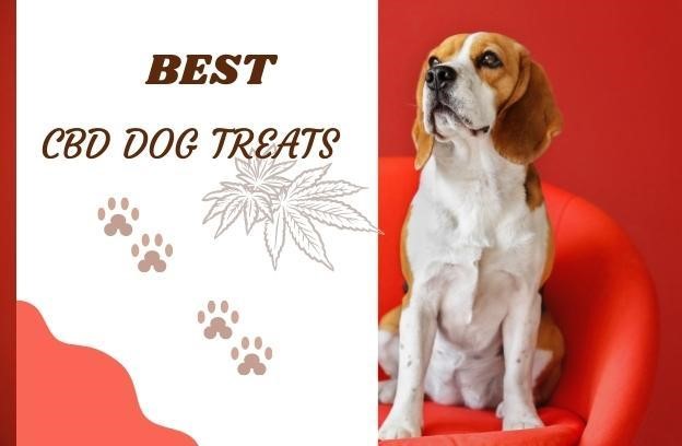 Best CBD Dog Treats 2022 – Increase Mobility & Reduce Pain – Washington City Paper