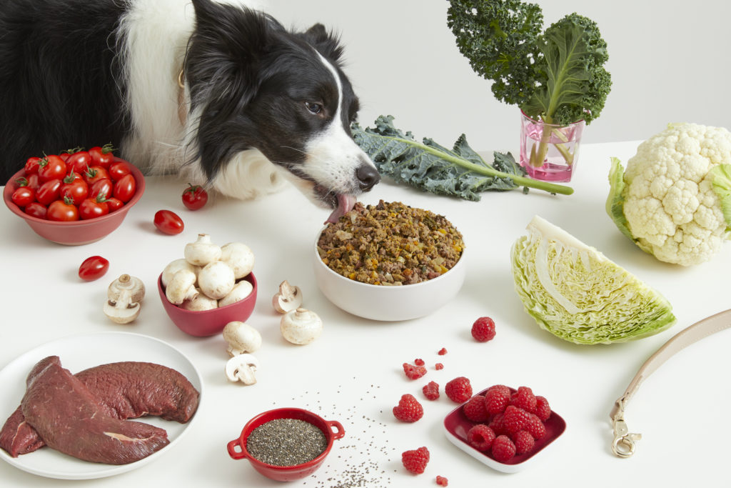 Put The Can Down: Why You Need To Re-Think Your Dog Food – So Perth