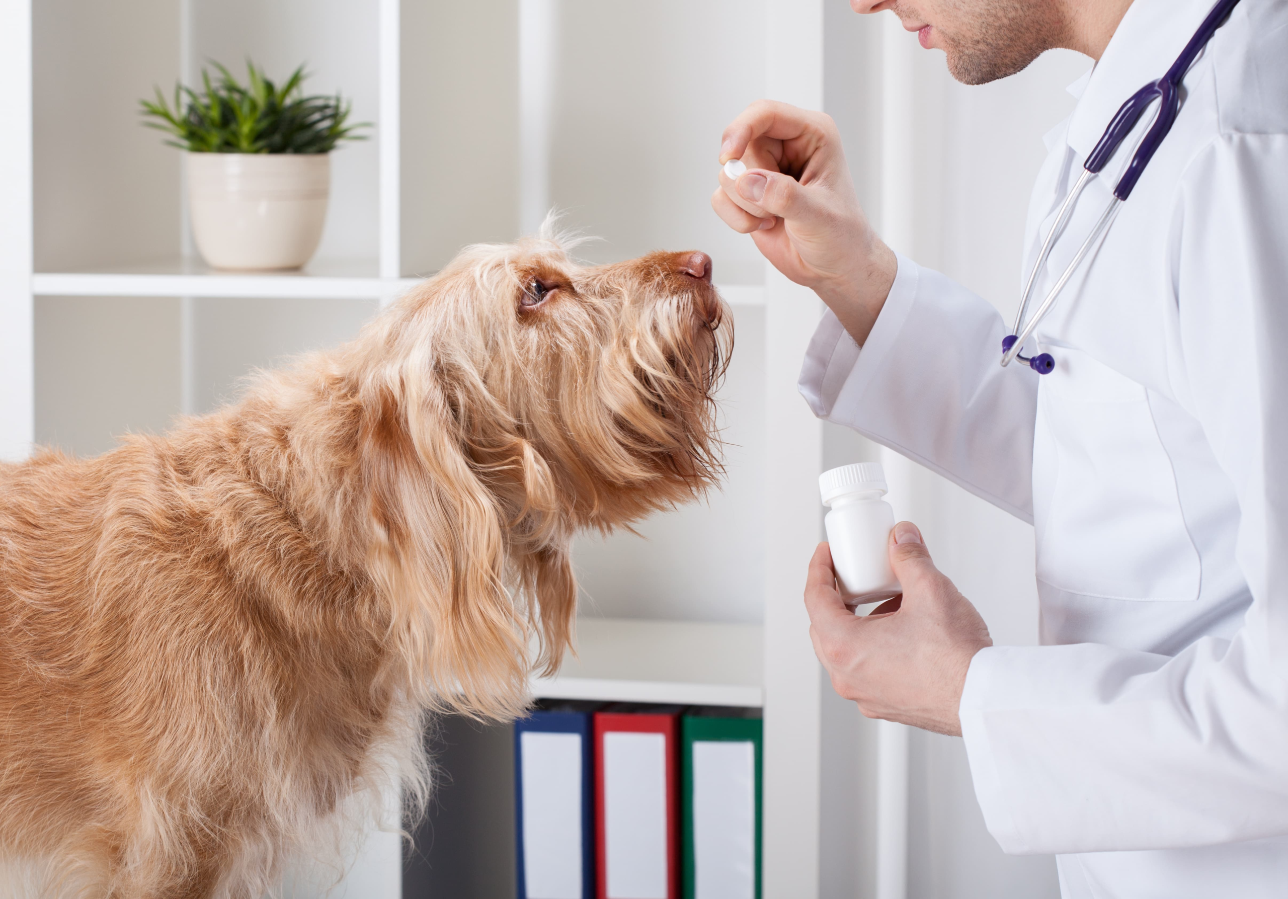 Acute canine diarrhea: is it time to rethink our treatment approach? – DVM 360